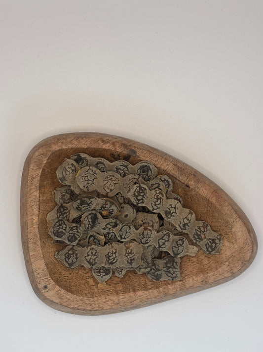 Nep nep - Graines d'Acacia Nilotica